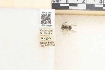 Media type: image;   Entomology 770330 Aspect: Labels